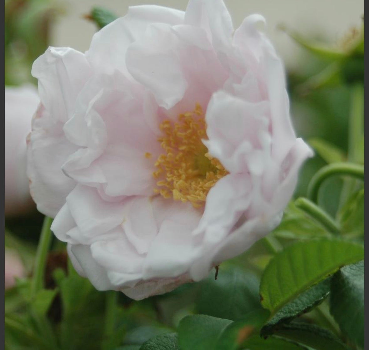 Snow Pavement White Rose | Rosa rugosa ‘Schneekoppe'