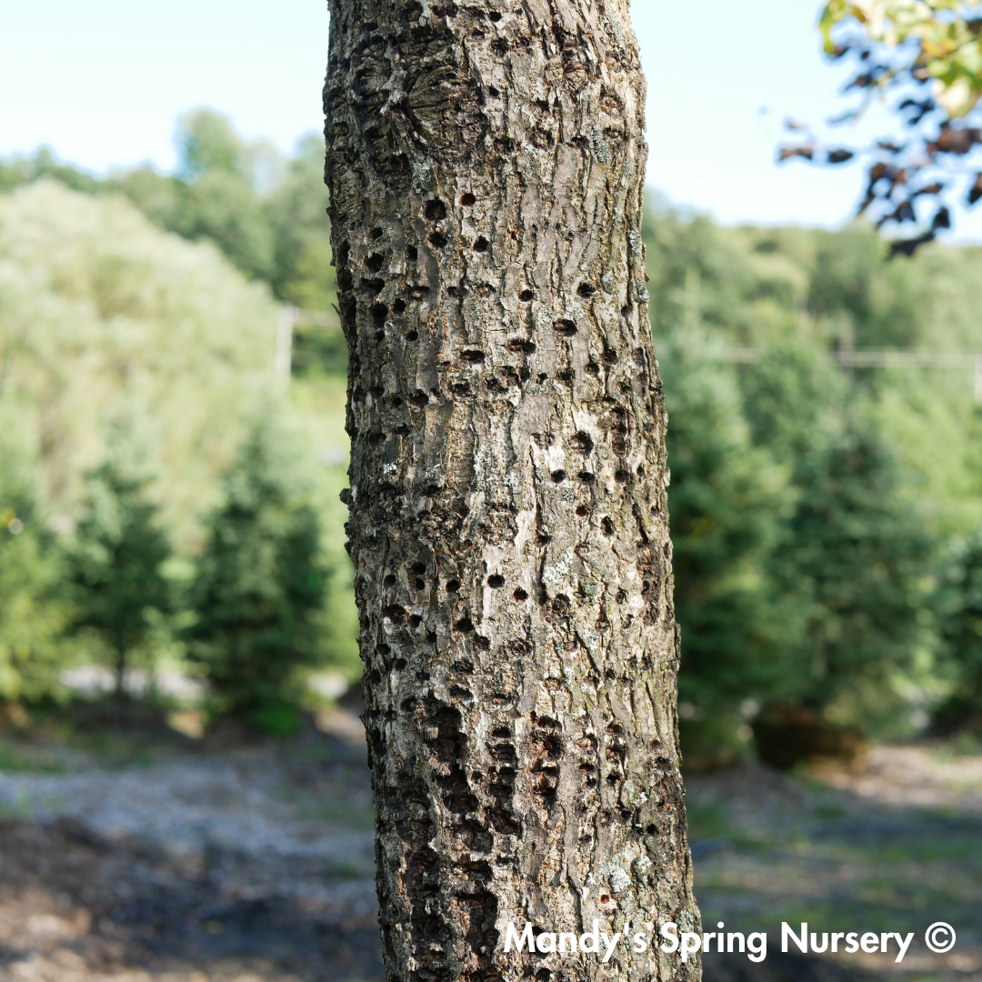Accolade Elm | Ulmus 'Morton'