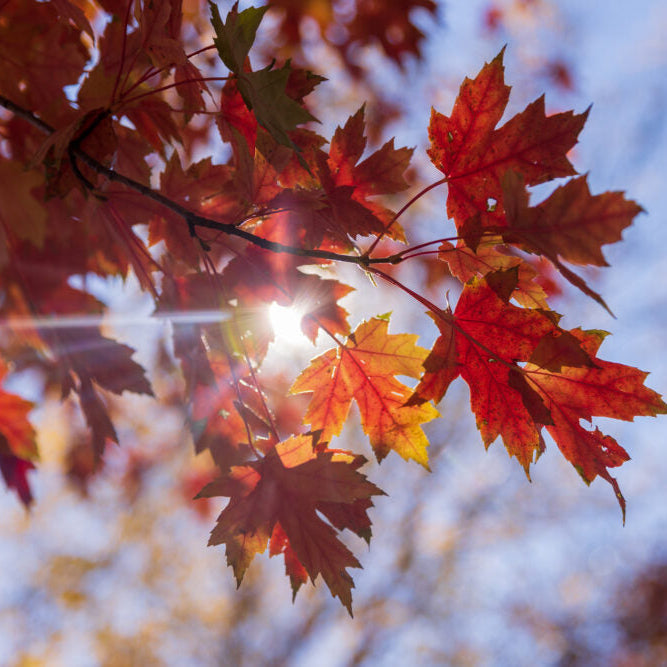 Matador™ Maple | Acer x freemanii 'Bailston'