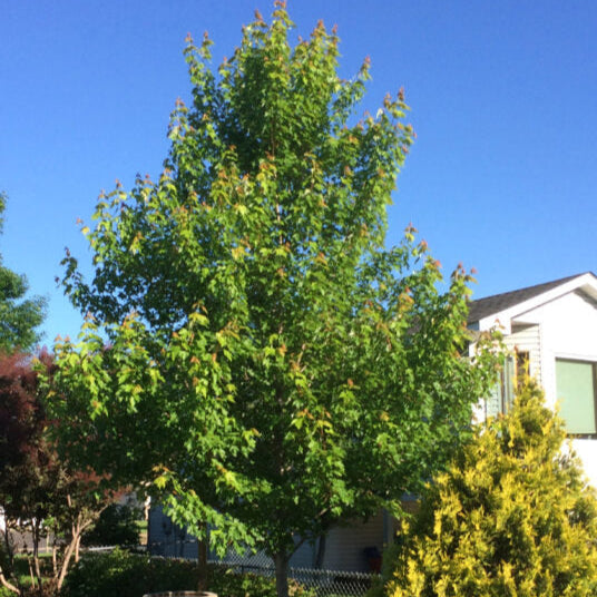Matador™ Maple | Acer x freemanii 'Bailston'