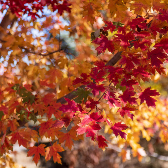 Matador™ Maple | Acer x freemanii 'Bailston'