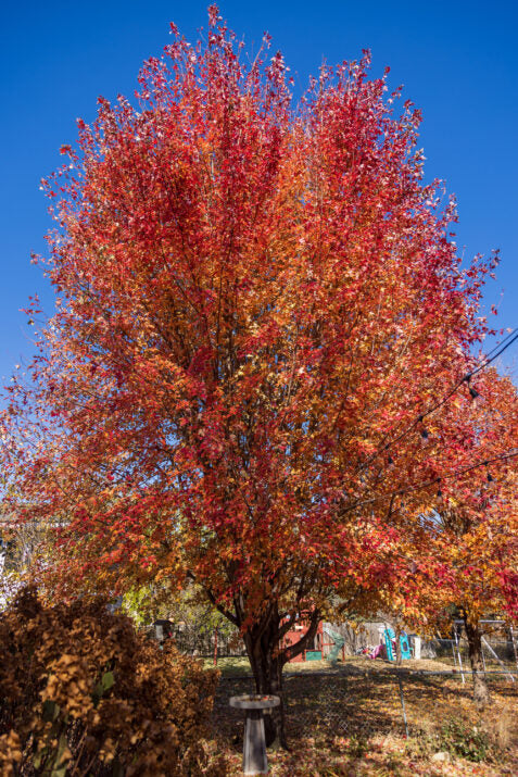 Matador™ Maple | Acer x freemanii 'Bailston'