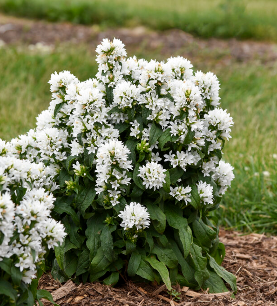 'Angel Bells' Clustered Bellflowers | Campanula glomerata