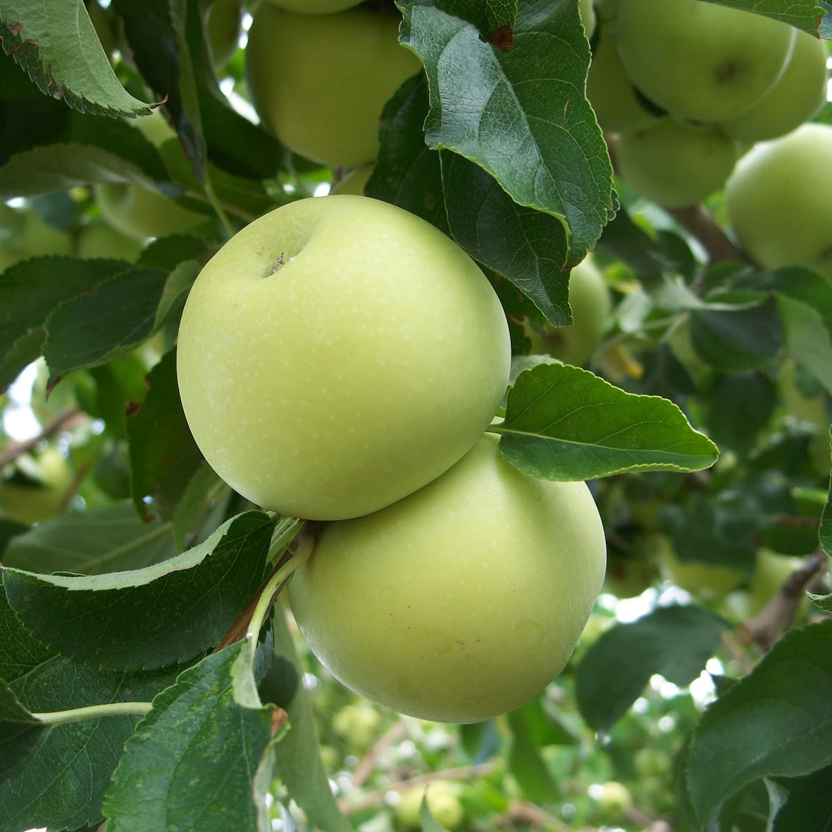 Yellow Transparent Apple | Malus domestica 'White Transparent'