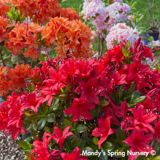 Autumn Bonfire Encore Reblooming Azalea | Rhododendron 'Conleb