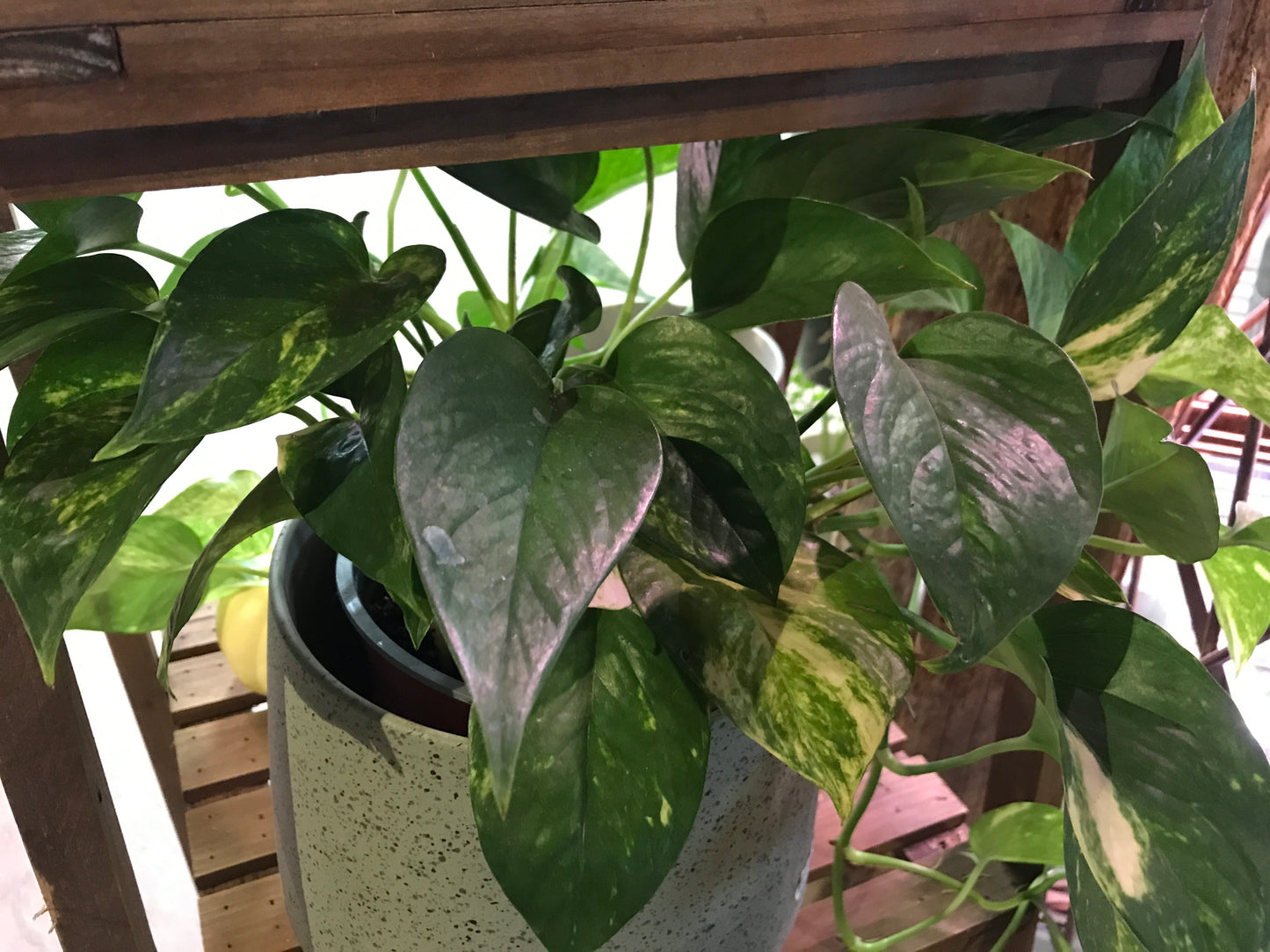 Pearls & Jade Pothos | Epipremnum aureum 'Pearls and Jade'