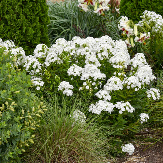 'Backlight' Tall Garden Phlox | Phlox paniculata