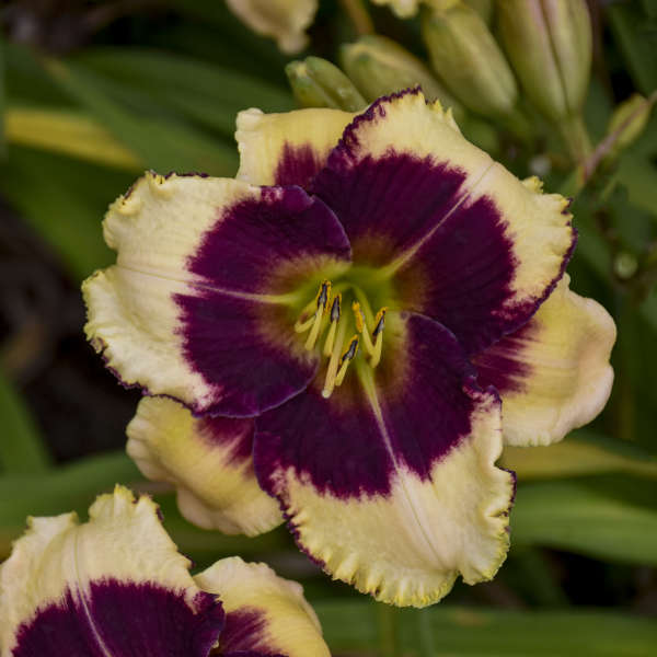 'Blackthorne' Reblooming Daylily | Hemerocallis