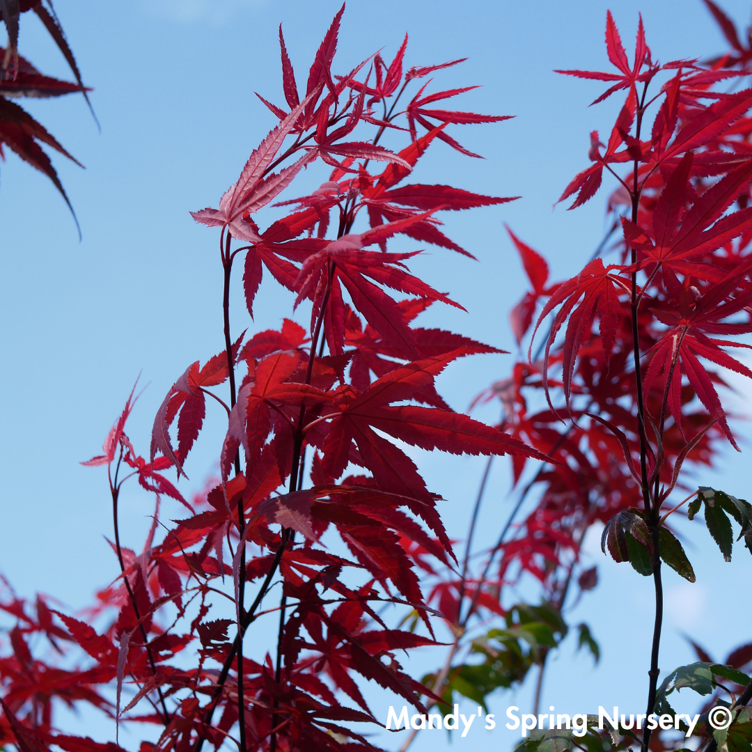 'Bloodgood' Japanese Maple | Acer Palmatum