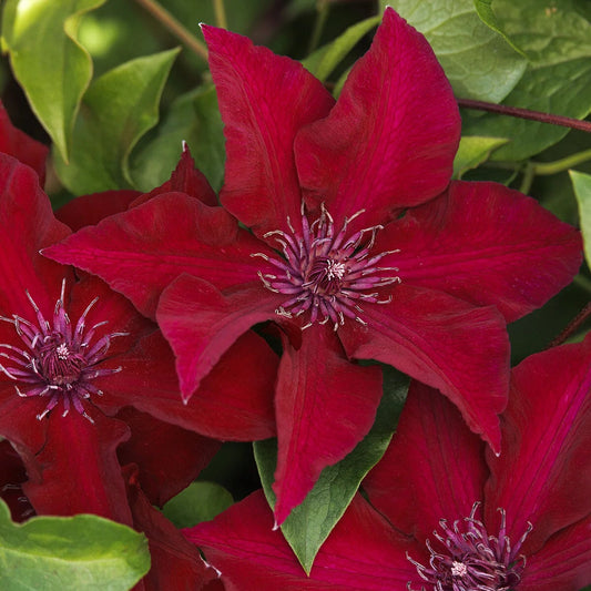 Boulevard® Nubia Clematis