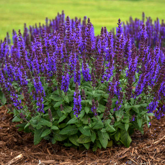 'Bumbleblue' Salvia | Salvia nemorosa