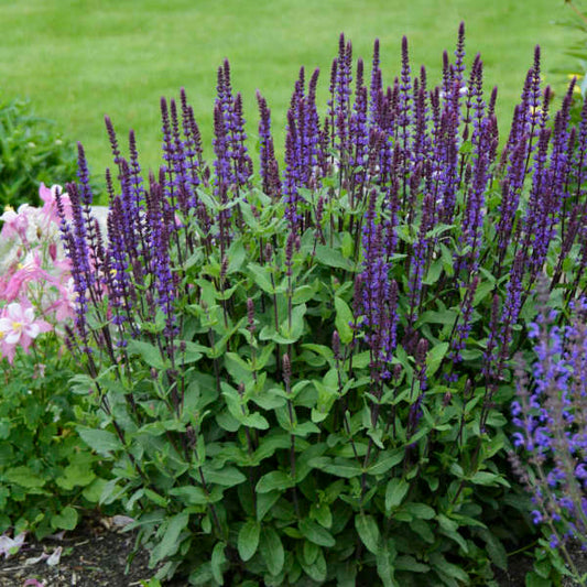 'Caradonna' Salvia | Salvia nemorosa