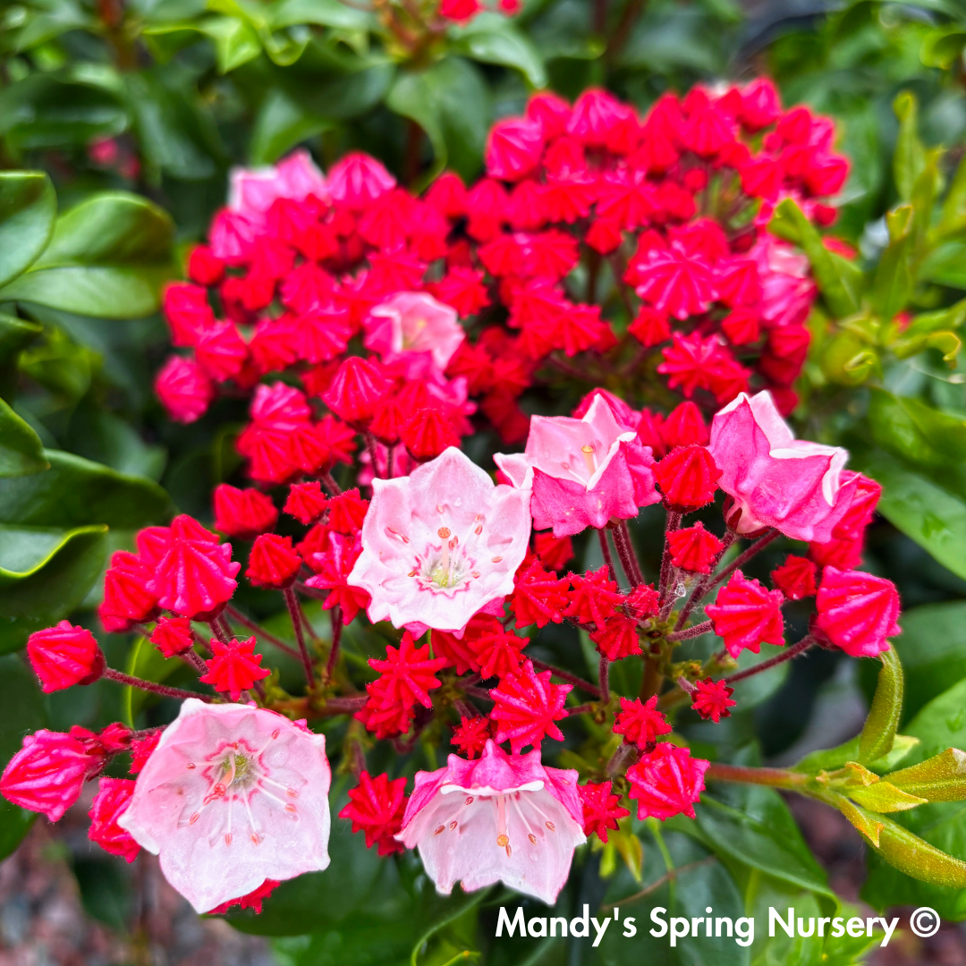 'Carol' Mountain Laurel