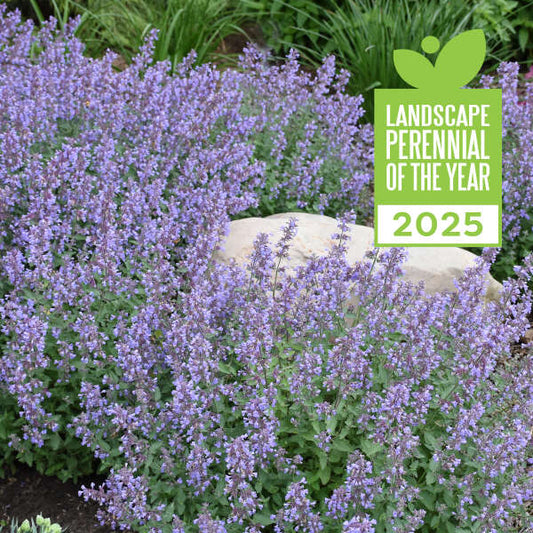 'Cat's Meow' Catmint | Nepeta faassenii