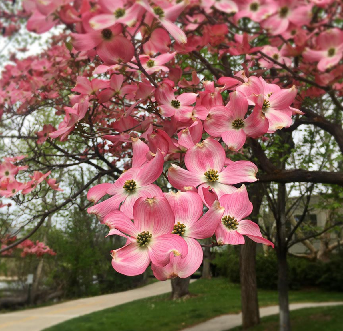 'Cherokee Brave' Dogwood | Cornus florida