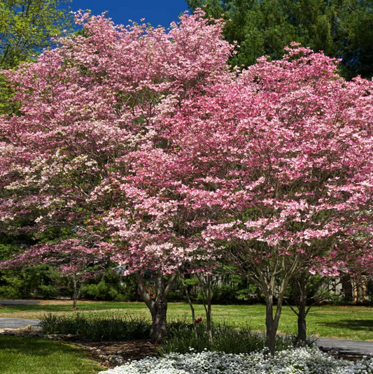 'Cherokee Brave' Dogwood | Cornus florida