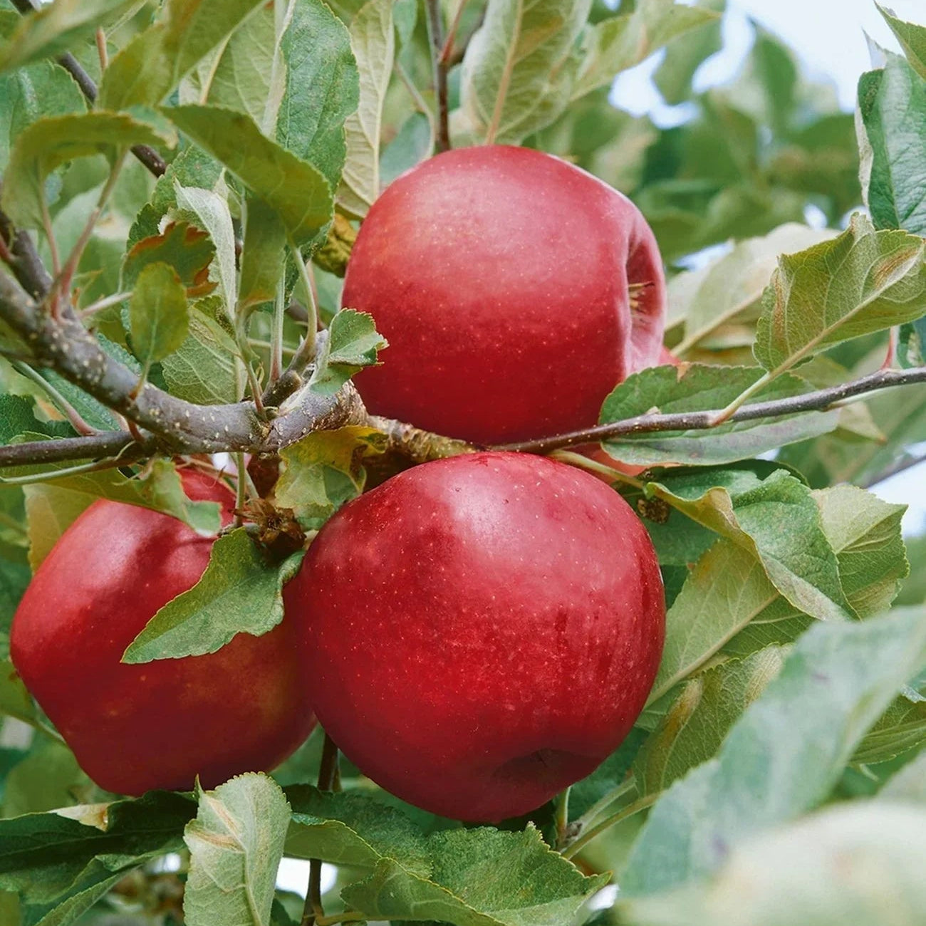 Connell Apple | Malus 'Connell'