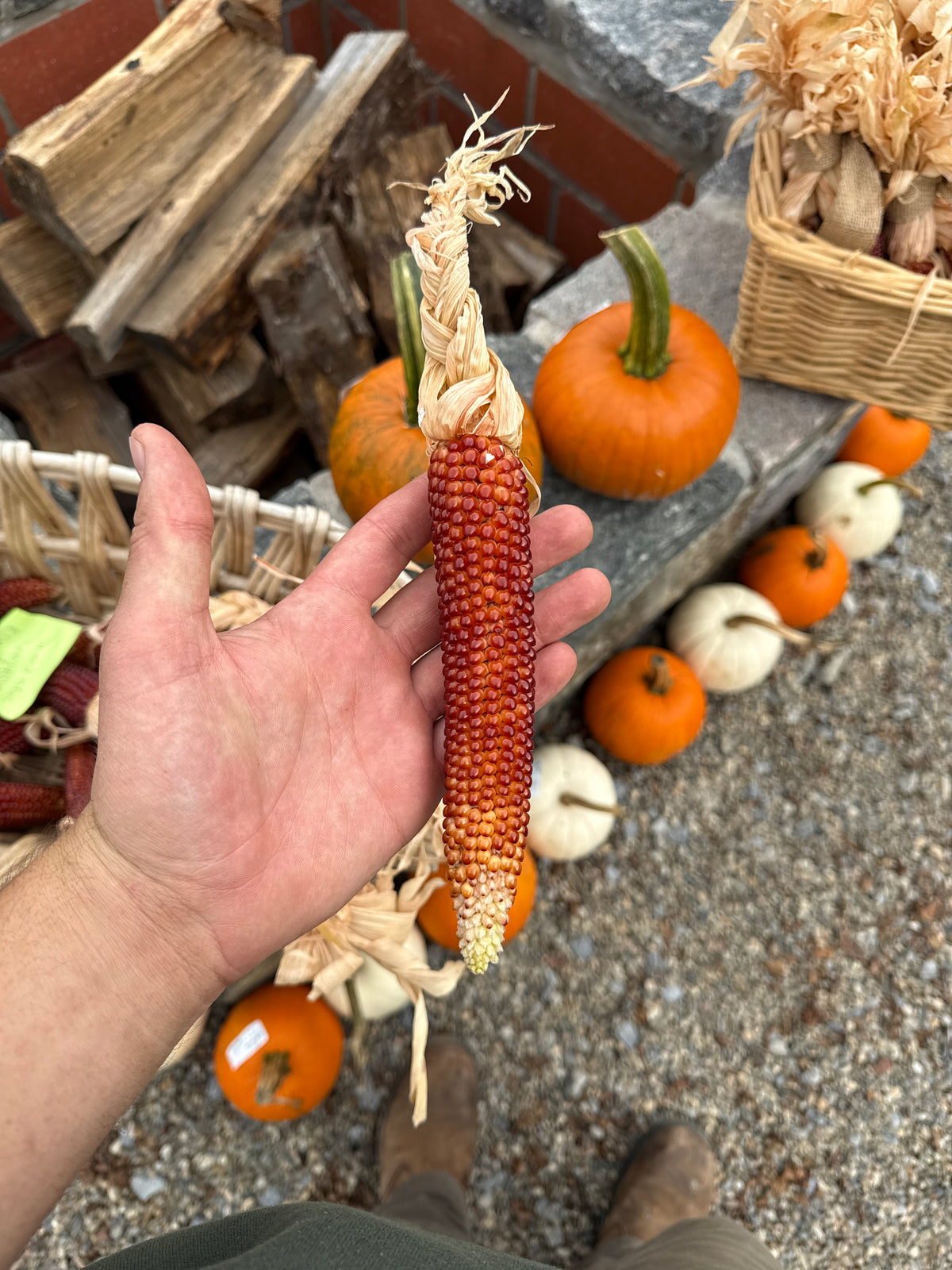 Indian corn