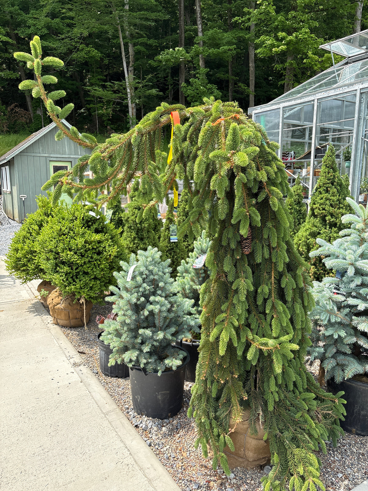 Weeping Norway Spruce | Picea abies pendula
