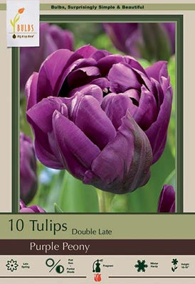 Purple Peony Tulip