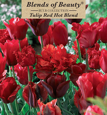 Red Hot Tulip Blend