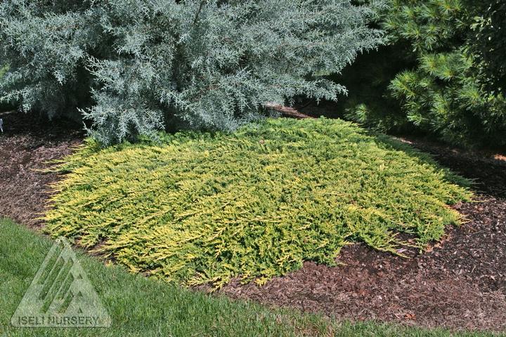 'Golden Carpet' Creeping Juniper | Juniperus horizontalis 'Golden Carpet'