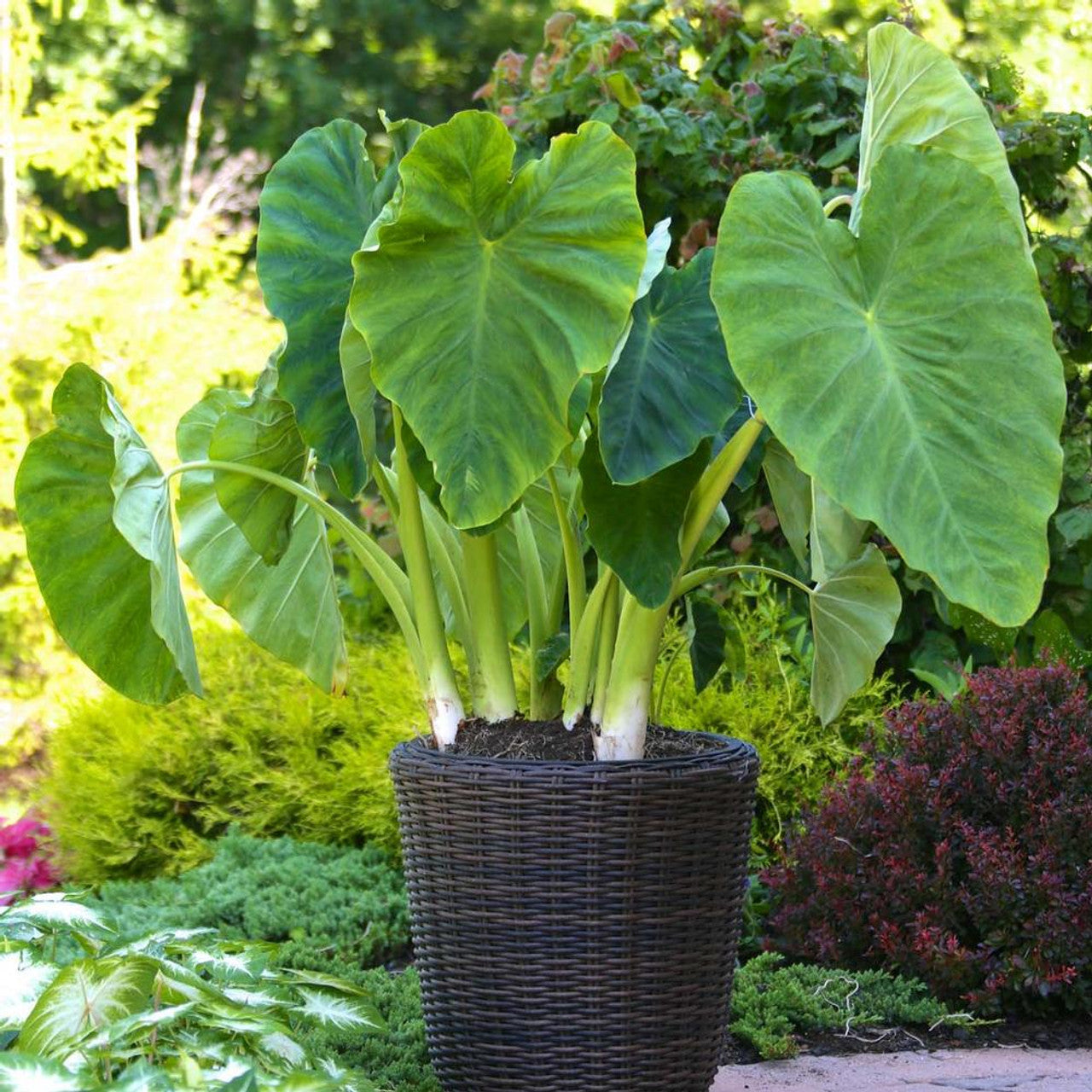 elephant ears colocasia plant delights nurseryplant delights nursery Elephant Ear