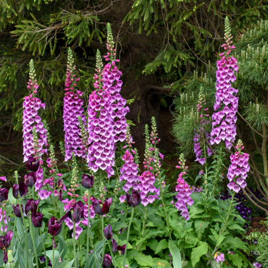 'Dalmatian Purple' Foxglove | Digitalis purpurea