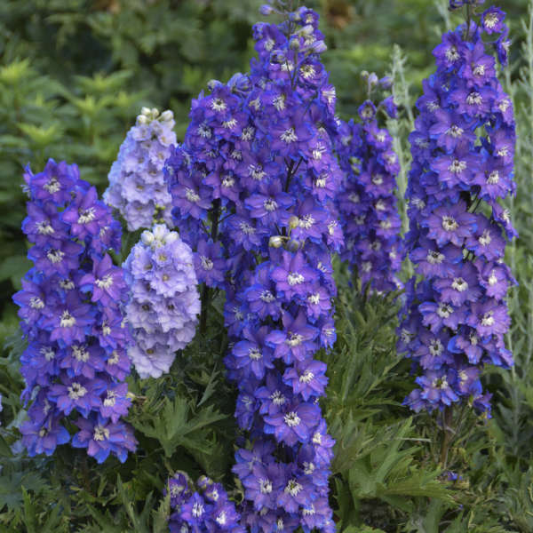 Delphinium New Zealand 'Stars'