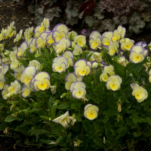 'Etain' Viola