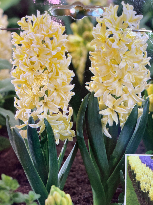 Gypsy Princess Hyacinth Mix