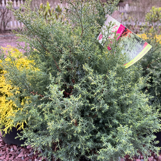 'Blue Feathers' Hinoki Cypress | Chamaecyparis obtusa