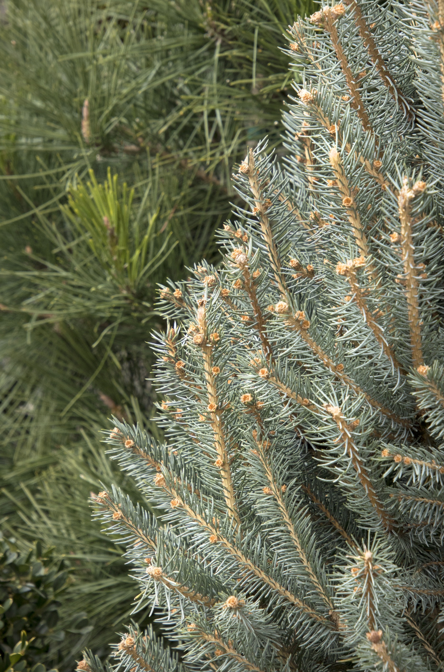 Fat Albert Colorado Blue Spruce | Picea pungens