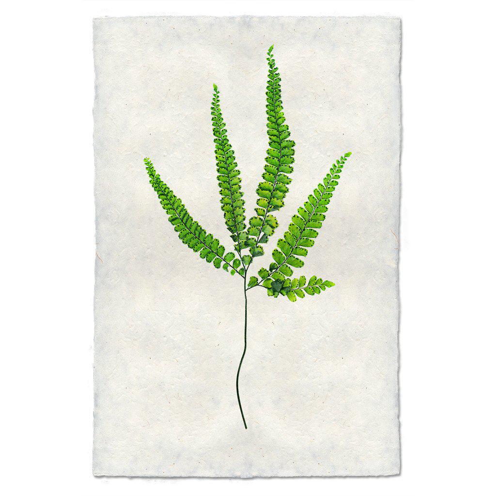 Botanical Framed Prints - Barloga Studios