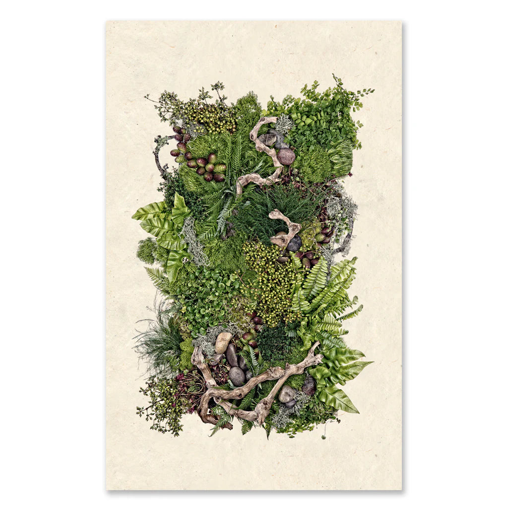 Forest Floor Framed Print - Barloga Studios