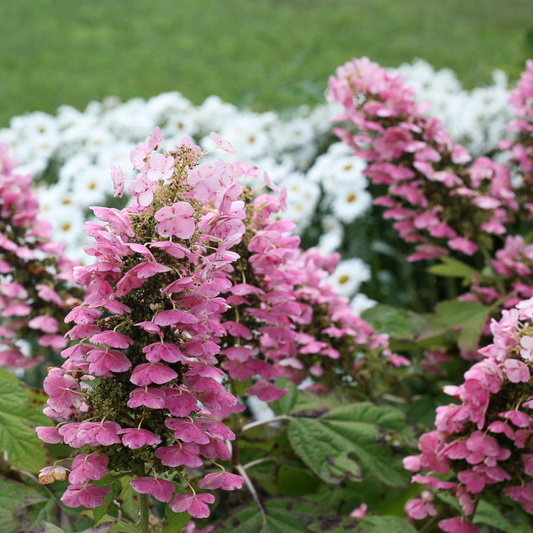 Gatsby Pink® Oakleaf Hydrangea | Hydrangea quercifolia