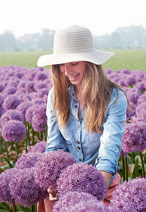 Allium 'Globemaster' - 1 Bulb