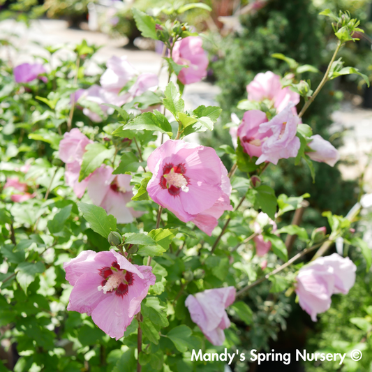 'Aphrodite' Hibiscus | Hibiscus syriacus