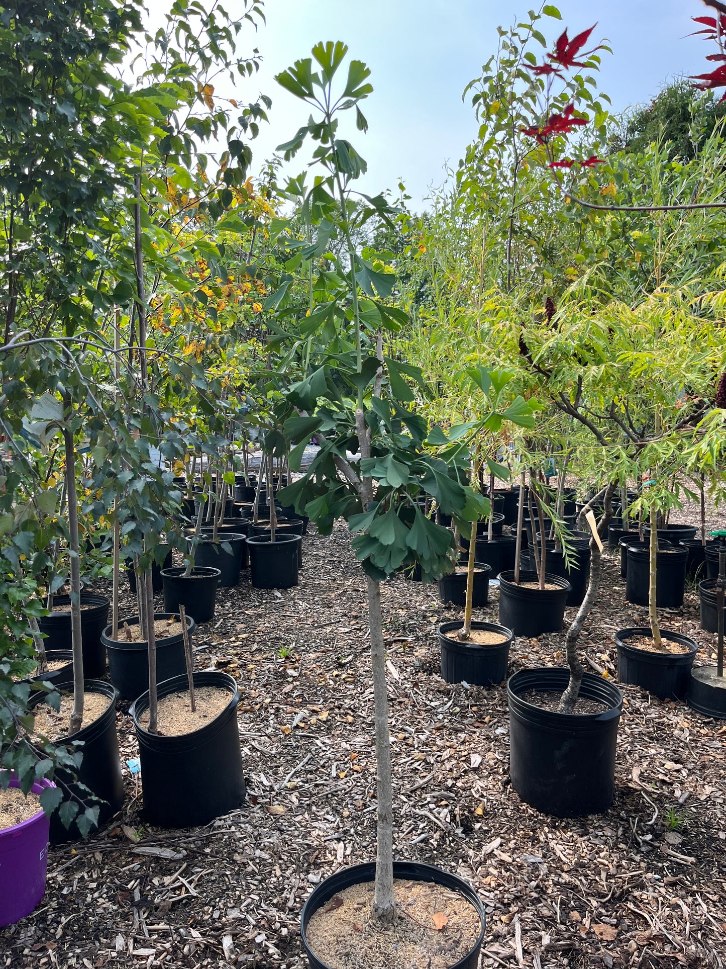 Weeping Ginkgo | Ginkgo biloba 'pendula'
