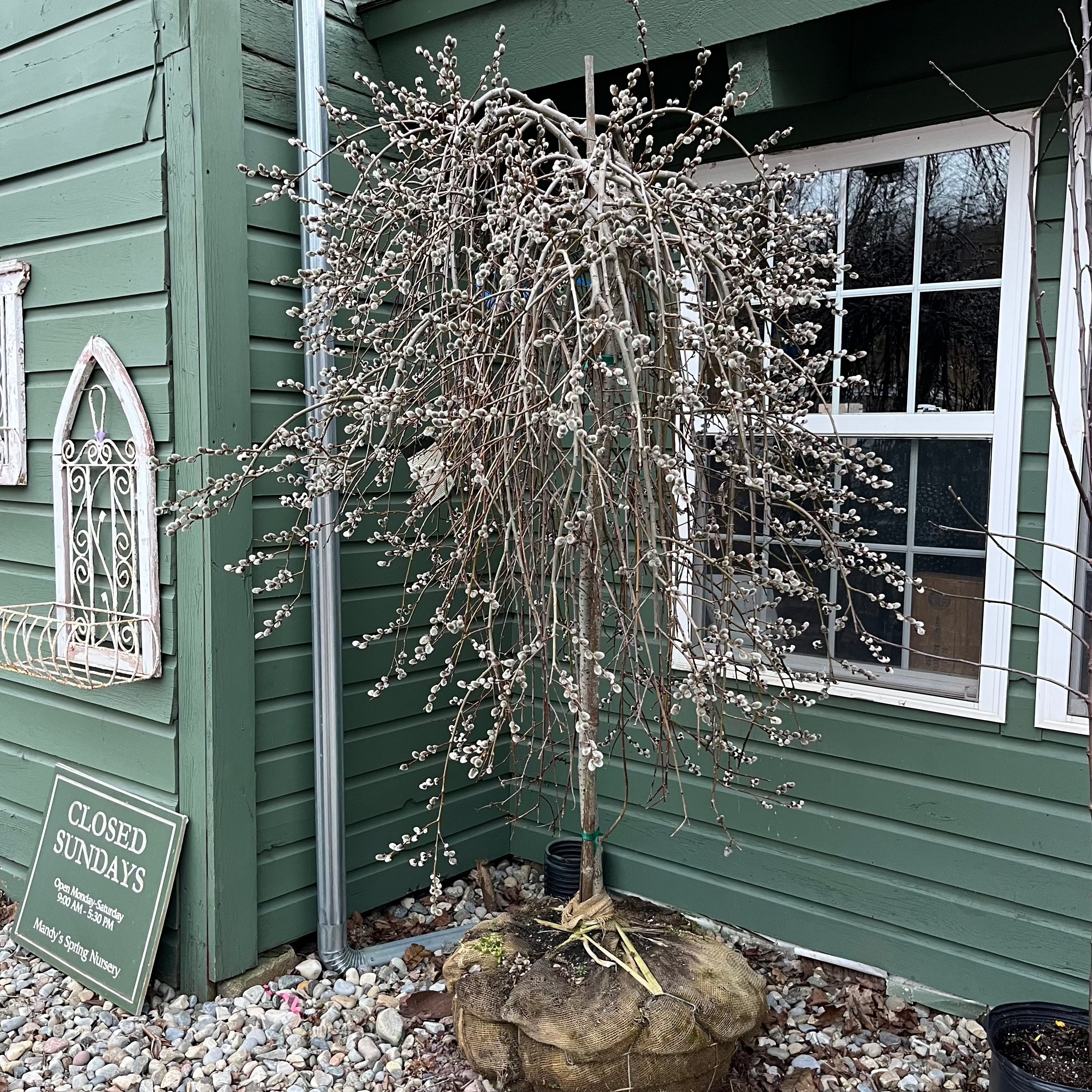 snow willow indoor plant Weeping Pussy Willow