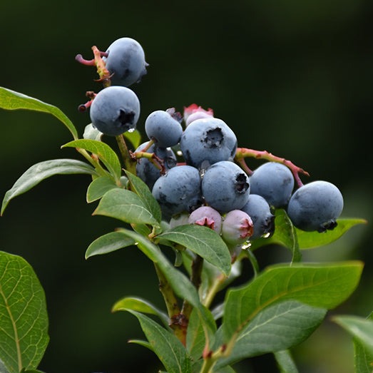 Northland Blueberry | Vaccinium 'Northland' – Mandy Spring Farm