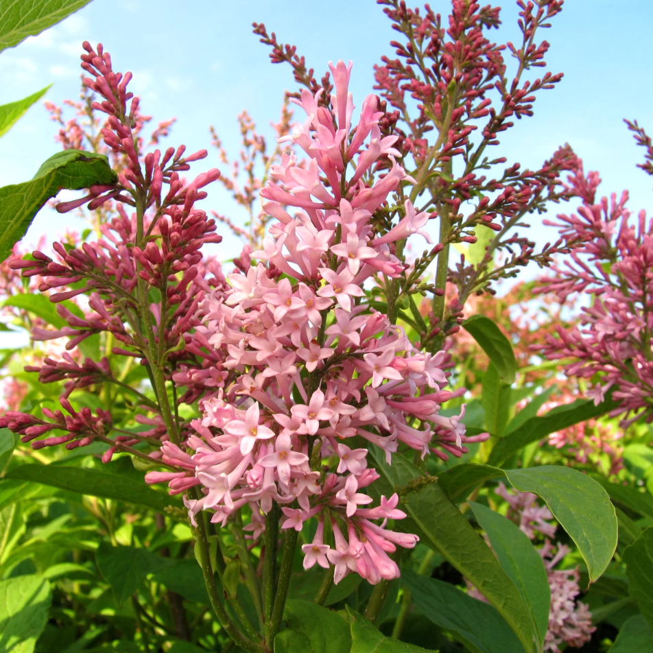 James Macfarlane Lilac | Syringa x prestoniae – Mandy Spring Farm