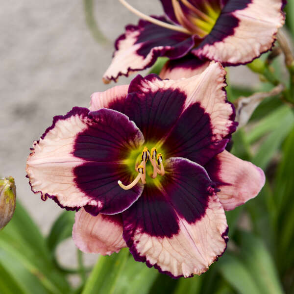 'Jane Trimmer' Reblooming Daylily | Hemerocallis