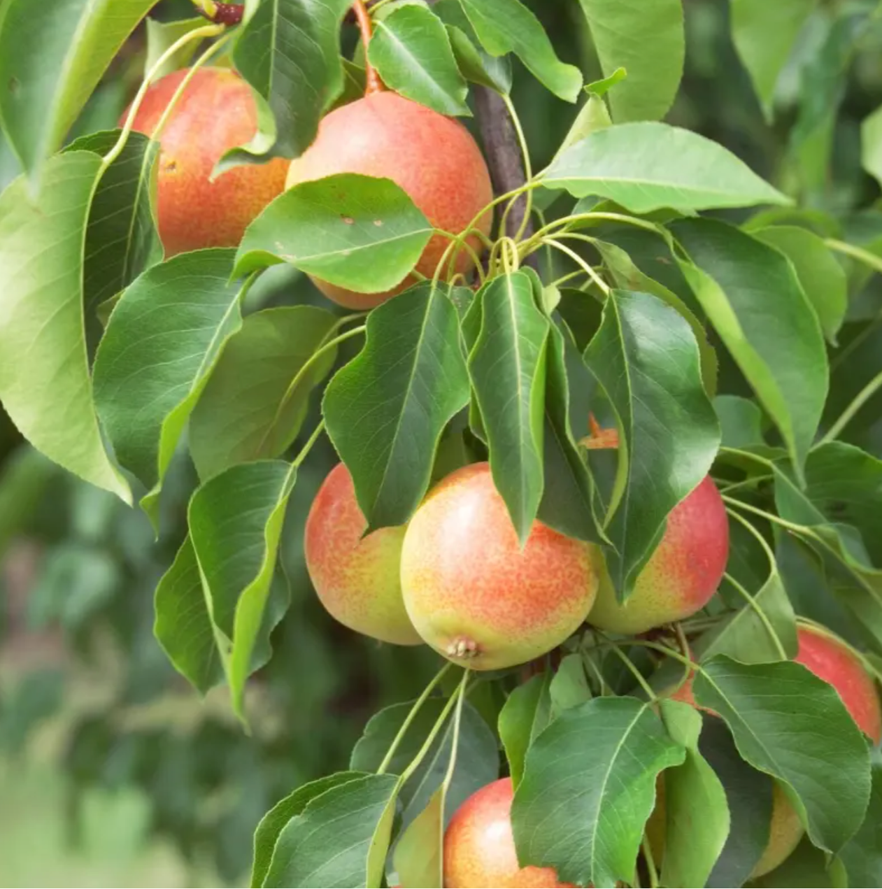 jewel herbicide Juicy Jewel Asian Pear