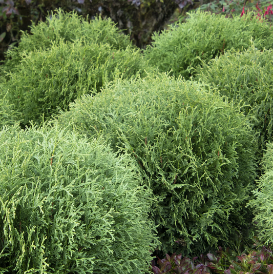 Little Giant Dwarf Arborvitae | Thuja occidentalis