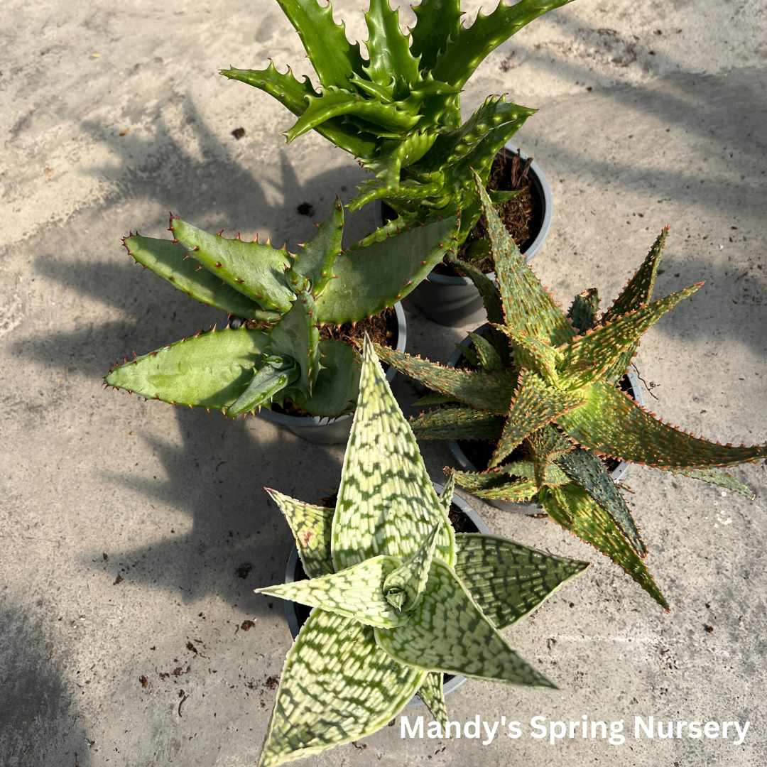 aloe vera barbadensis miller stockton plants for sale Aloe Vera