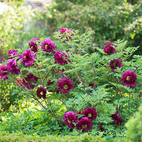 Maroon Tree Peony