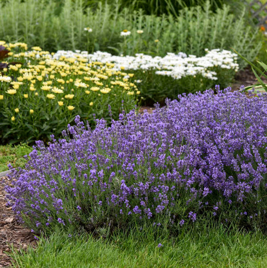 Munstead English Lavender | Lavandula angustifolia