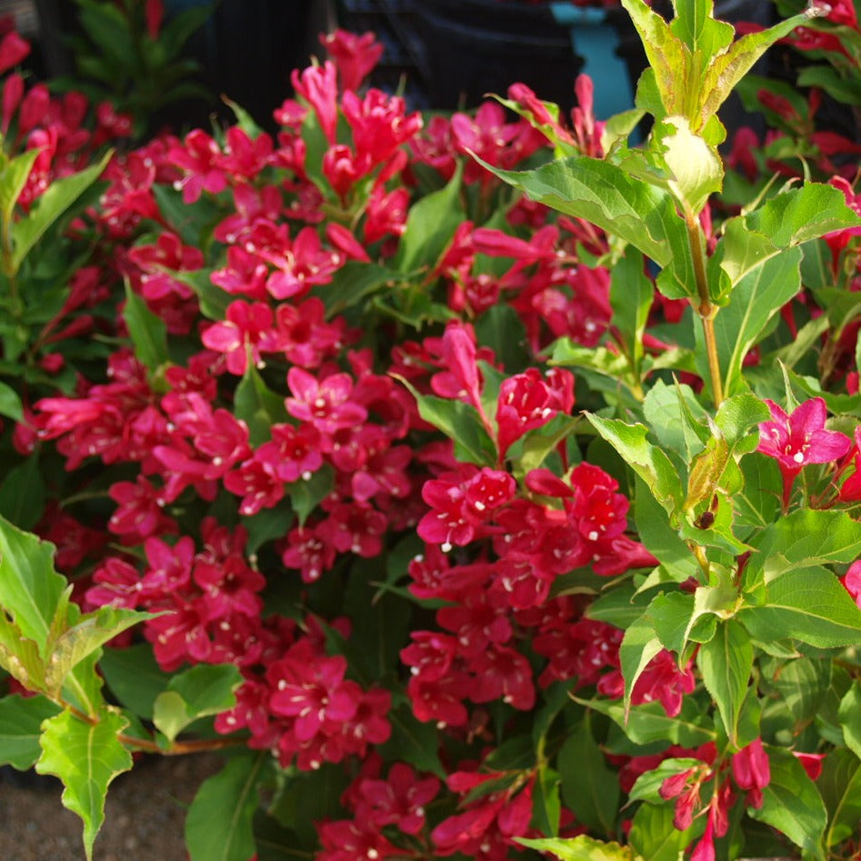 prince herbicide Red Prince Weigela