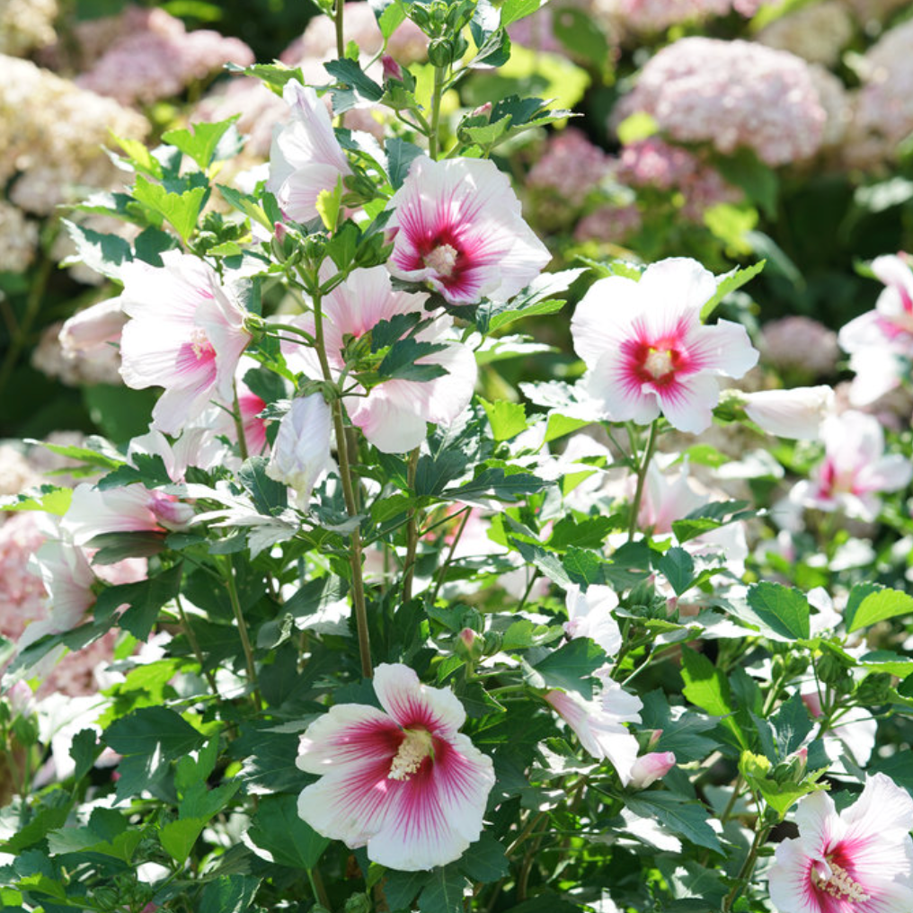 Paraplu Pink Ink® Rose of Sharon | Hibiscus syriacus